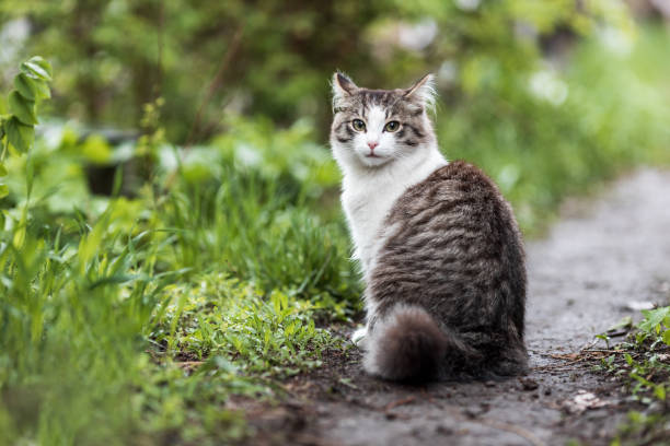 istock a cat sitting on a path, the background is blurred, grass and a cat 1436206190
