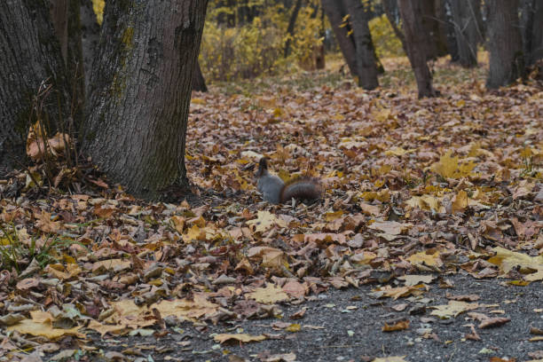 A playful squirrel pauses on the ground, surrounded by autumn leaves, showcasing its inquisitive nature and fluffy tail.