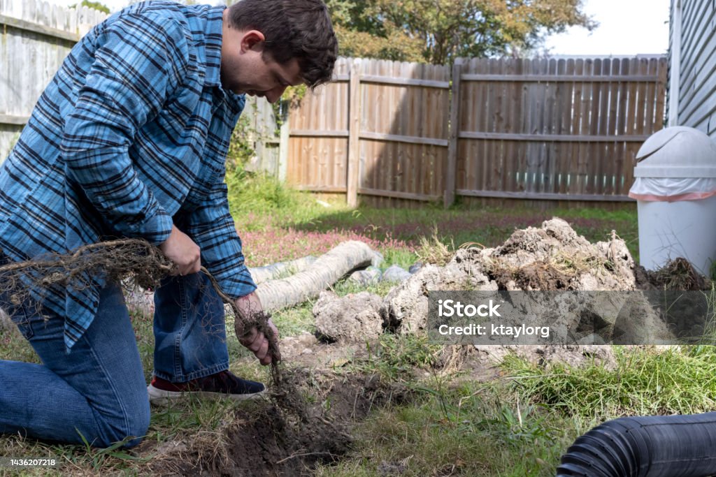 Homeowner pulls root that has clogged his backyard French drain Man spends his Saturday afternoon digging up the drain in his back yard. He discovers a long root that had been growing in it and had clogged it. Adult Stock Photo