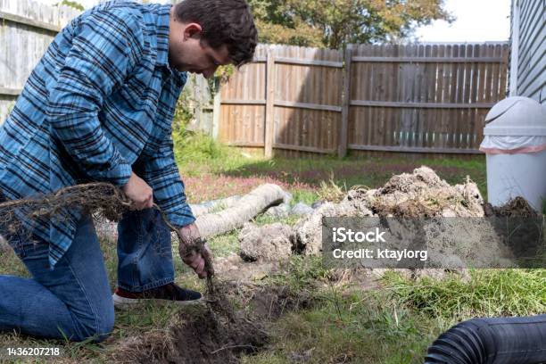 Homeowner Pulls Root That Has Clogged His Backyard French Drain Stock Photo - Download Image Now
