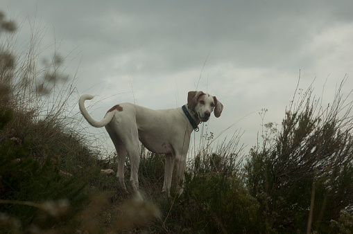 HUNTING DOG IN FIELD, CLOUDY DAY