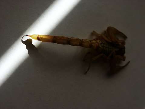 DCF 1.0 - Scorpion and Its Stinger Shadow