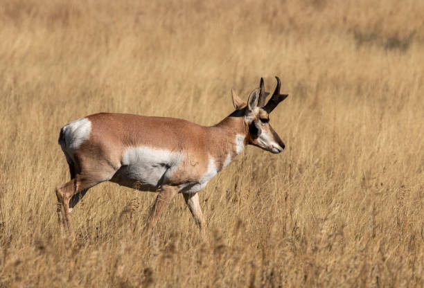 istock Pronghorn Buck in Wyoming in Fall 1436208644