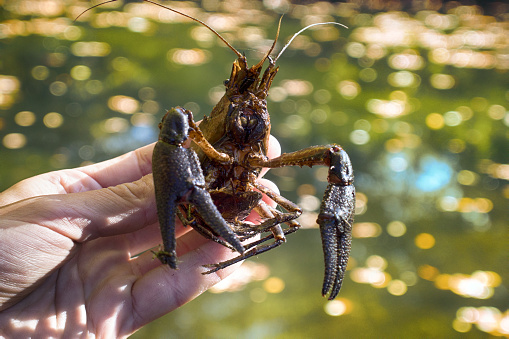 Narrow-clawed crayfish (Astacus leptodactylus) in South of France