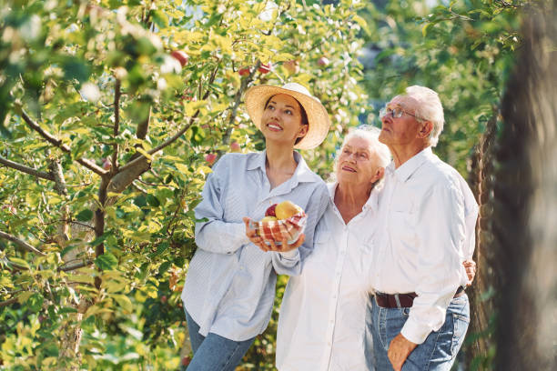 Holding fresh apples. Daughter is with her senior mother and father is in the garden Holding fresh apples. Daughter is with her senior mother and father is in the garden. father daughter 80s stock pictures, royalty-free photos & images