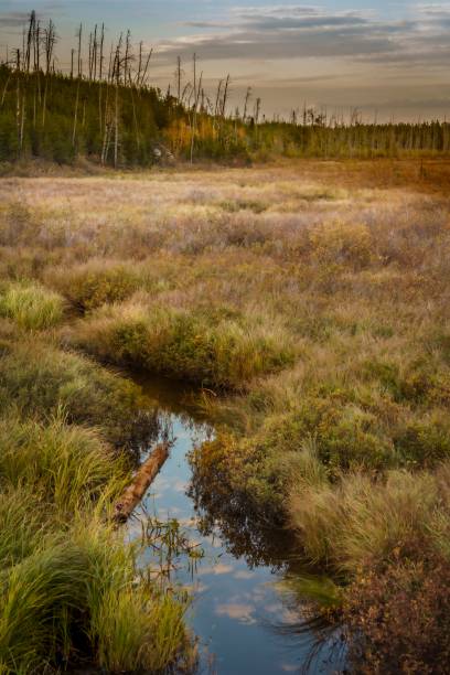 istock Vertical shot of a small puddle surrounded by thick grass in a vast field under a bright cloudy sky 1436214599