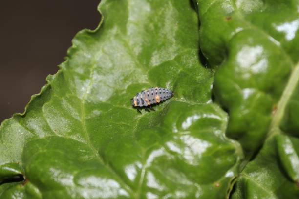 istock Macro shot of an adonis ladybird on a green leaf 1436214857