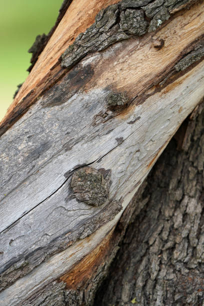 istock Beautiful textures and patterns of a tree showing the bark and aging process with the knots 1436216985