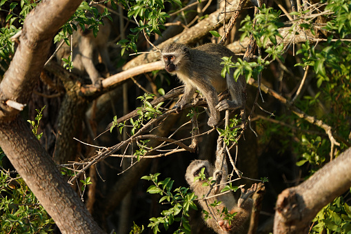 Monkey business, Vervet monkeys hanging in a tree looking around to cause mischief and be naughty and to scavenge for food. Taken in Waterberg of South Africa