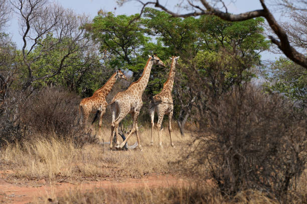 istock Wild spotted Giraffe looking for graze during a Safari Game drive 1436218274
