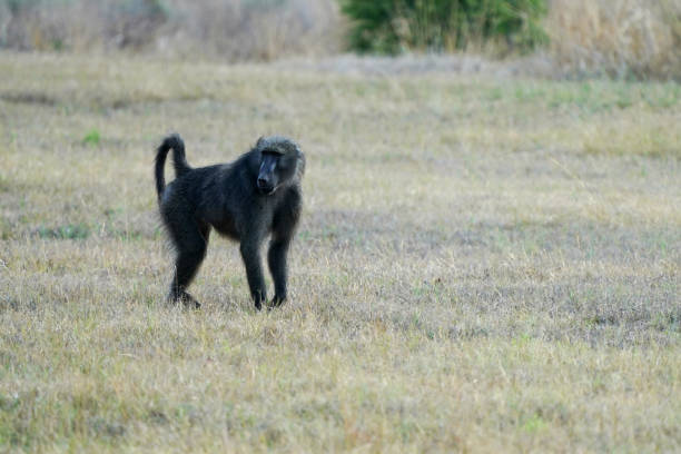 istock Black Baboon Monkey Primate walking on open lawn in between campers 1436218311