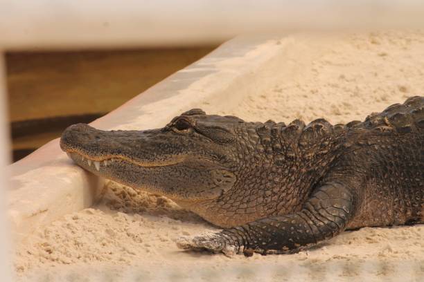 istock Baby Alligator in a Sandy Area 1436218862