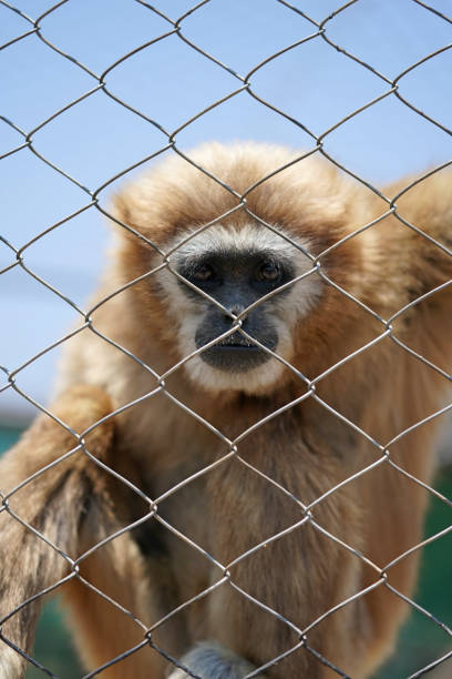 małpa małpa gibona o białej twarzy w niewoli kręcąca się wokół - gibbon rainforest animal ape zdjęcia i obrazy z banku zdjęć