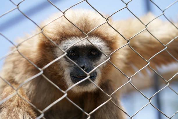małpa małpa gibona o białej twarzy w niewoli kręcąca się wokół - gibbon rainforest animal ape zdjęcia i obrazy z banku zdjęć
