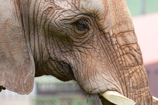 Close up portrait of a female elephant
