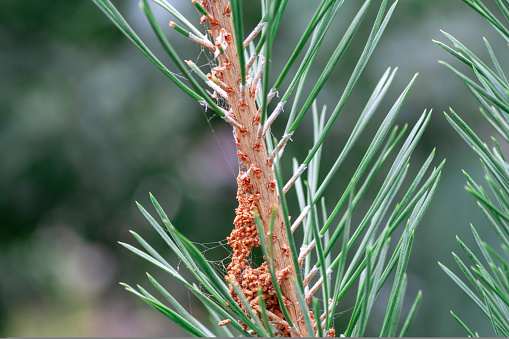 Diseases of coniferous trees - parasites of pine wood scleroderriosis, pine spinner, sclerophomosis and diplodiasis. aphids on the trunk and branches of pine, diseases and pests of trees and plants