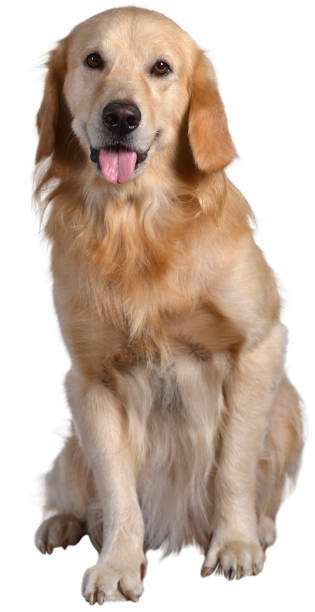 istock Golden Retriever dog sitting facing on isolated white background. 1436226225