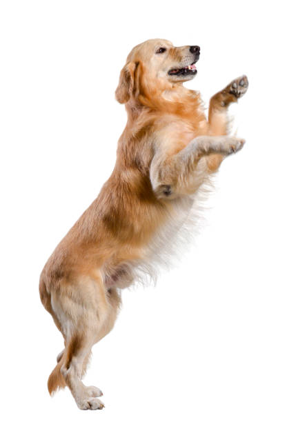 istock Golden Retriever dog standing playing on isolated white background. 1436226228