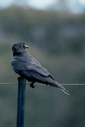 Black raven perching on a fence