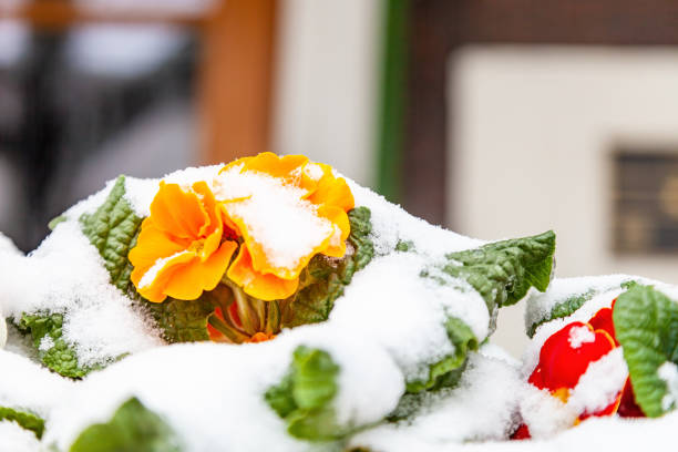 Primula acaulis, English primrose or common primrose blooms covered in snow in early spring