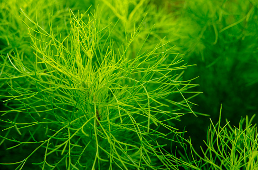 Foeniculum vulgare blooming in the garden. Selected Focus. Green Abstract Background