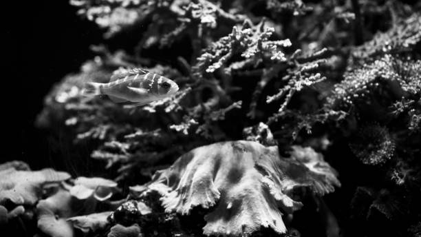 istock Grayscale of small fish swimming underwater 1436230584