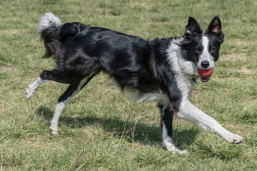 Australian Shepherd dog playing with ball on meadow in sunny day. This file is cleaned and retouched.