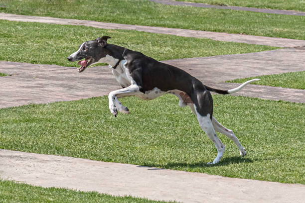 istock Whippet breed dog chasing a distant lure. 1436232059
