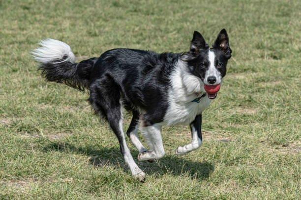 As the sun sets in the west, there is a border collie playing with a frisbee in the pet park.