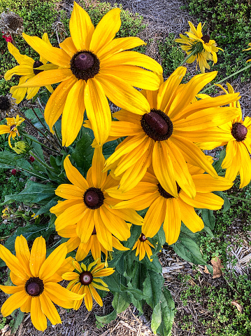 A close up of black-eyed Susan in full bloom. Focus is on blooms at top of the shot. Foreground and background are out of focus.