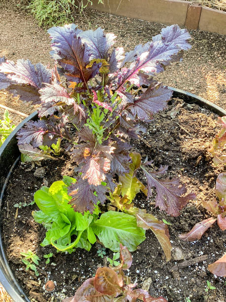 istock Ornate Lettuce Growing in a Container Garden 1436233070