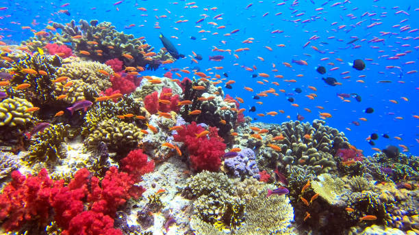 istock Coral Reef Underwater Diving Fiji 1436233098