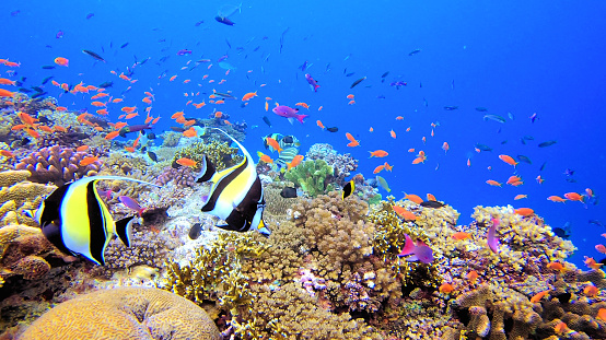 Underwater  sea life - coral reef. Orange Sulphur damselfish fish and Fire coral,  deep in tropical sea.