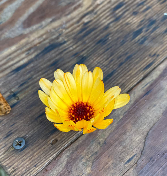 istock yellow flower on wooden background 1436234741