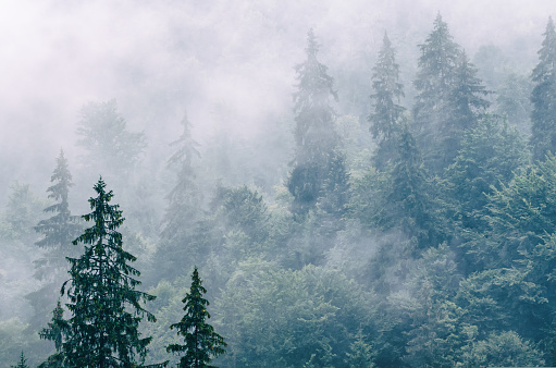 Misty foggy mountain landscape with fir forest in hipster vintage retro style