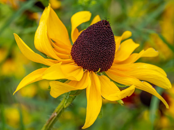 istock Rudbeckia hirta, black-eyed Susan, 1436236297