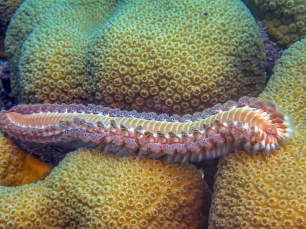 hermodice carunculata, el gusano de fuego barbudo - anelidos fotografías e imágenes de stock