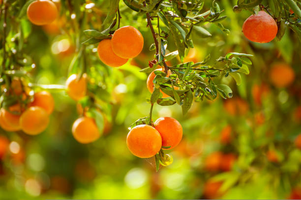 Tangerine sunny garden Tangerine sunny garden with green leaves and ripe fruits. Mandarin orchard with ripening citrus fruits. Natural outdoor food background tangerine stock pictures, royalty-free photos & images