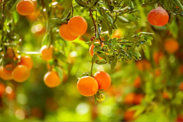 Tangerine sunny garden with green leaves and ripe fruits. Mandarin orchard with ripening citrus fruits. Natural outdoor food background