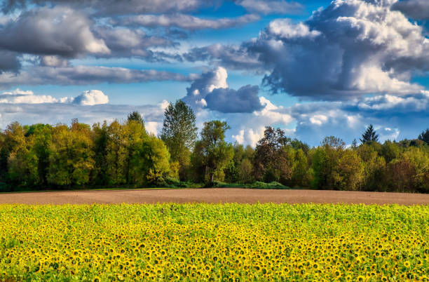Field on Sunflower in early Autumn on Sauvie Island, OR