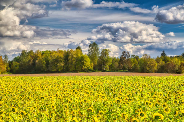 istock Field of Sunflowers 1436239140