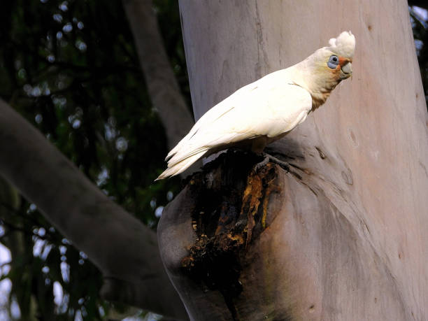 тари, новый южный уэльс, австралия - eucalyptus tree tree australia tropical rainforest стоковые фото и изображения