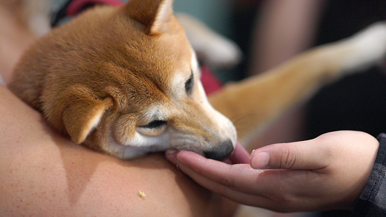 Shiba Inu - Dog -  being held by owner at a Party - Treat - Close up