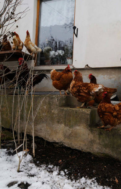 istock free range chicken and species appropriate keeping 1436244995