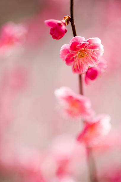 Beautiful pink plum flower blossom in springtime with blue sky background.