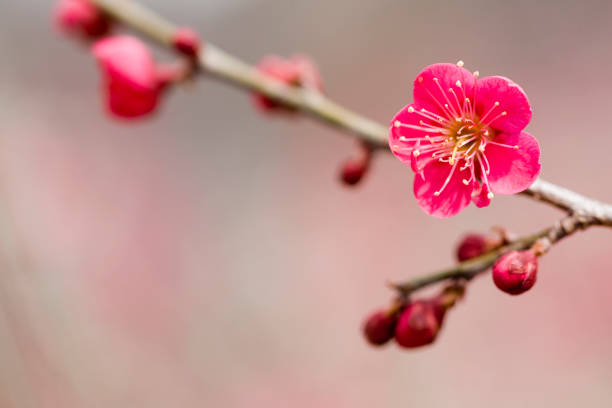 Red Plum Blossoms stock photo