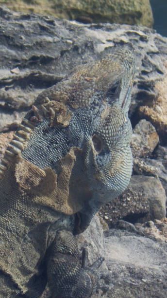 istock an iguana a reptile animal 1436245679