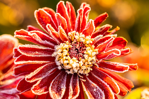 A macro image of ice crystals formed on a red flower on an early autumn morning.