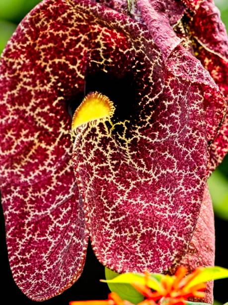 istock Giant Pelican Flower (Aristolochia gigantea) 1436247426