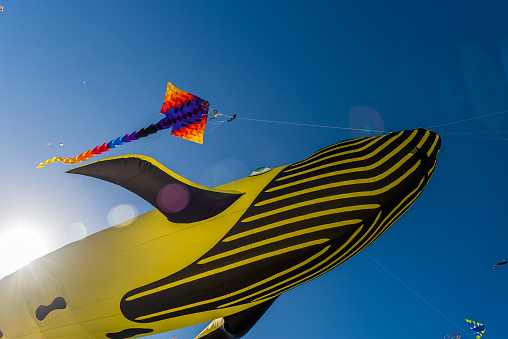 Multicolor kites flying on a sunny day in Miami Beach.